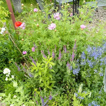 Spatzennest Apartment Wernigerode