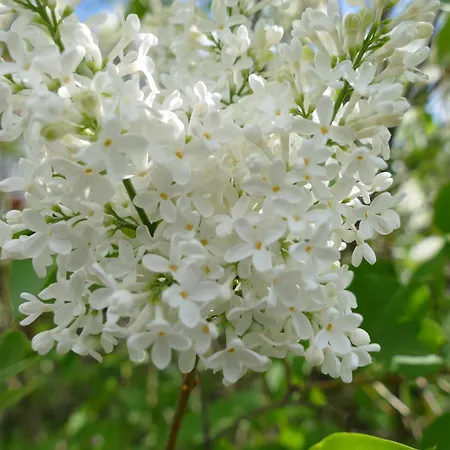 Spatzennest Διαμέρισμα *