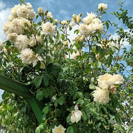 Spatzennest Wernigerode