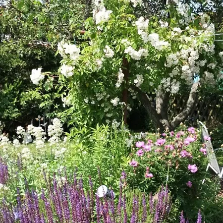 Spatzennest * Wernigerode