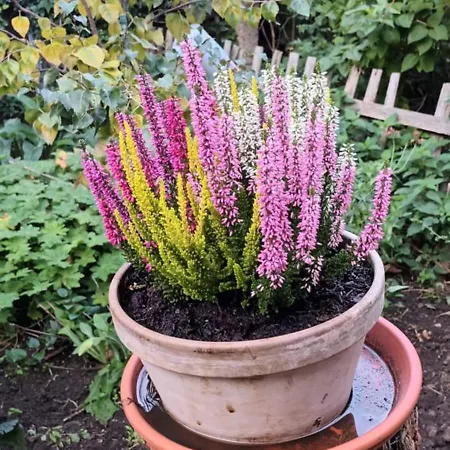 Spatzennest Wernigerode