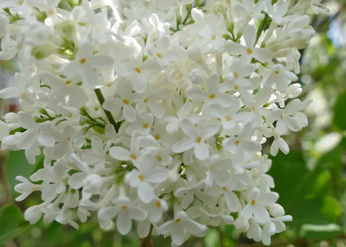 Spatzennest דירה *