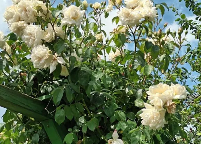 Spatzennest ורניגרוד