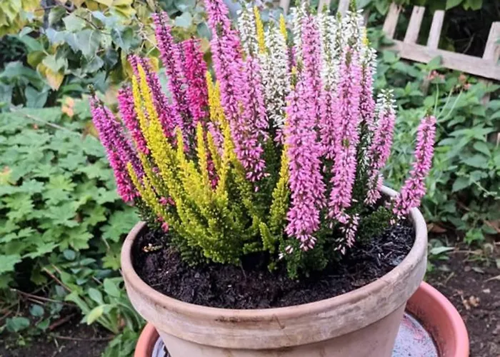 Spatzennest ורניגרוד